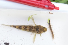 Gobiomorphus cotidianus
