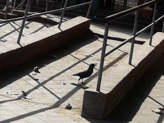 Corvus splendens