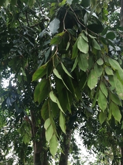 Hopea odorata