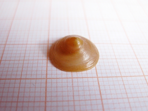 Chinese hat snail