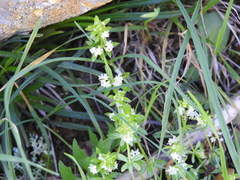 Galium verrucosum