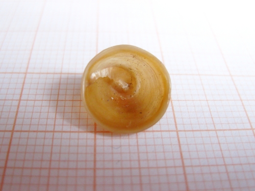 Chinese hat snail