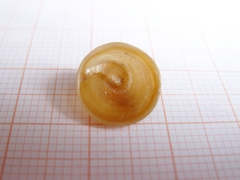 Calyptraea chinensis