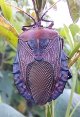 Rhoecus australasiae