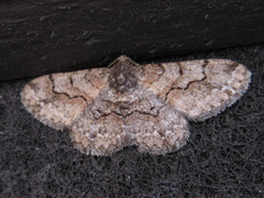 Satoblephara parvularia