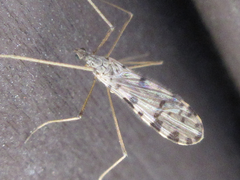 Erioptera asiatica