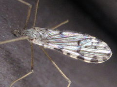 Erioptera asiatica