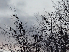 Corvus monedula