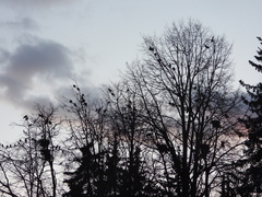 Corvus monedula