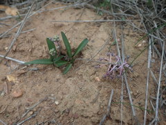 Ledebouria ovalifolia
