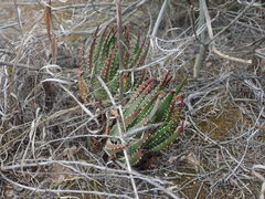 Tulista pumila