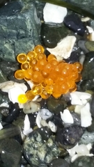 Nautichthys oculofasciatus