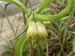 Disporum sessile