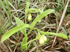 Disporum sessile