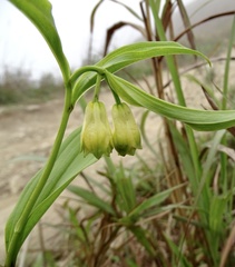 Disporum sessile
