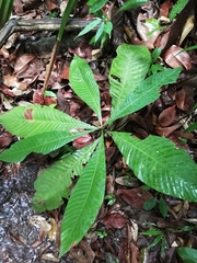 Dipterocarpus