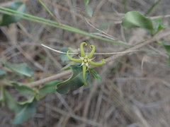 Fockea edulis