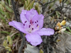 Rhododendron farrerae