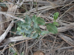 Fockea edulis