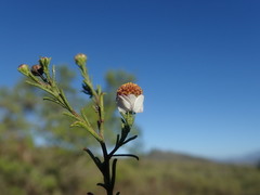 Cymbopappus adenosolen