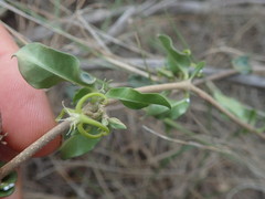 Fockea edulis