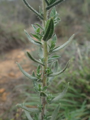 Lobostemon echioides