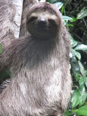 Bradypus variegatus