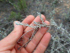 Helichrysum plebeium