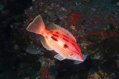 Bodianus unimaculatus