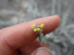 Helichrysum plebeium