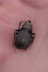Platyesia sericata