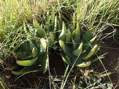 Aloe greatheadii