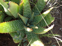 Aloe greatheadii