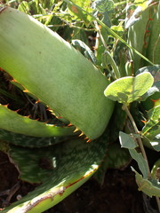 Aloe greatheadii