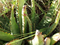 Aloe greatheadii