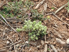 Teucrium gnaphalodes
