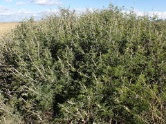 Vachellia hebeclada hebeclada
