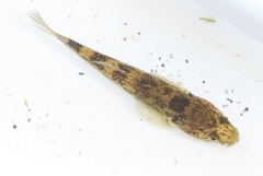 Gobiomorphus cotidianus