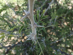 Vachellia hebeclada hebeclada