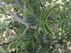 Vachellia hebeclada hebeclada