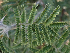 Vachellia hebeclada hebeclada