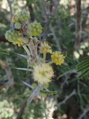 Vachellia hebeclada hebeclada