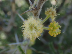 Vachellia hebeclada hebeclada