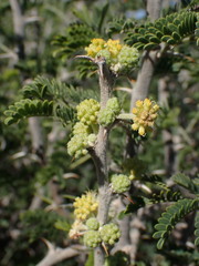 Vachellia hebeclada hebeclada