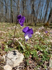 Viola merxmuelleri