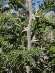 Vachellia hebeclada hebeclada