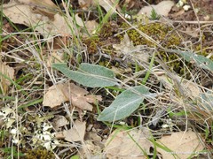 Leuzea conifera