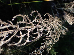 Pogonarthria squarrosa