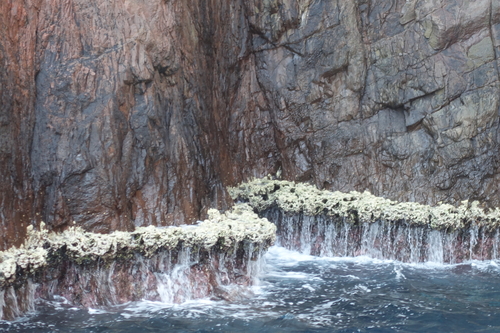 Foto de Trottoir calcáreo (Lithophyllum byssoides)
