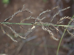 Pogonarthria squarrosa